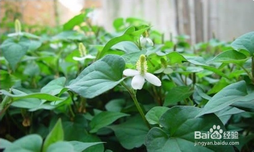 祛暑菜降服秋老虎