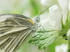 怎么养菜粉蝶幼虫