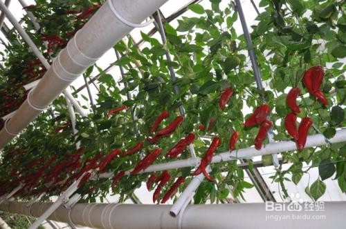 在家无土栽培种蔬菜