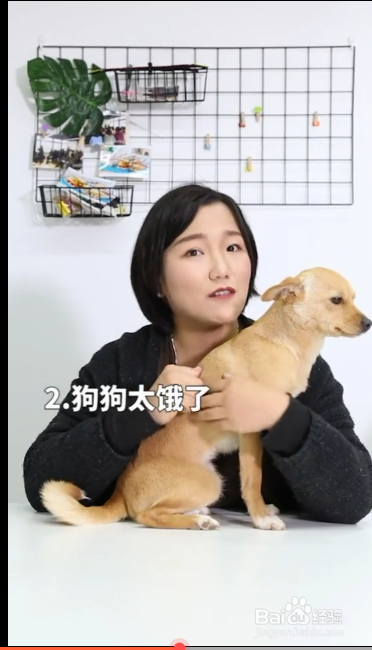 造成狗狗吃便便的原因