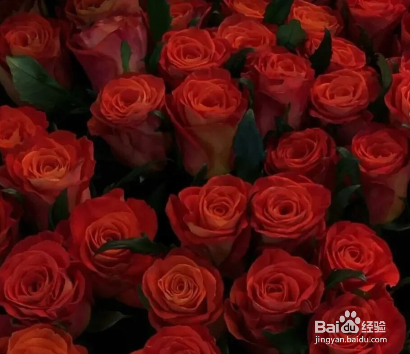 送女朋友玫瑰花什么颜色#校园分享#