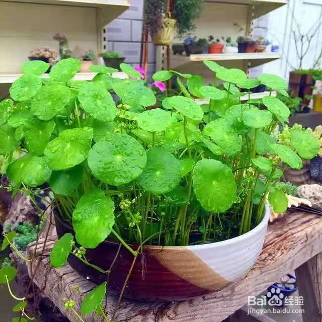 勤快人适合养的花,浇水越勤越能长爆盆