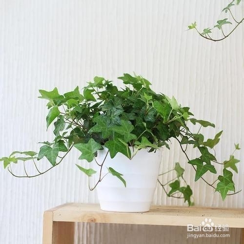 “吸甲醛”的小能手，新装修的房间多放几盆！