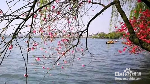 2020年清明节出游怎么防新冠肺炎