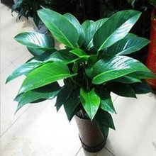 花卉绿钻怎么养