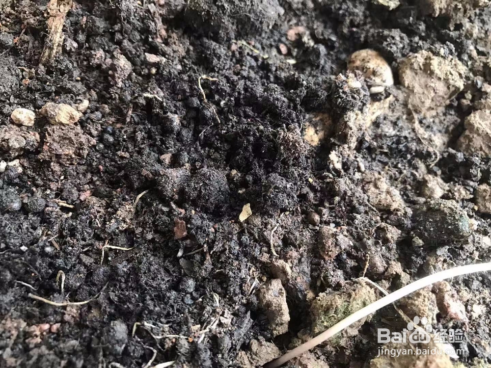 昙花怎么分株繁殖？昙花怎么种？