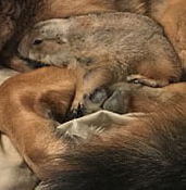 温馨!宠物犬和土拨鼠相亲相爱惹人喜欢!