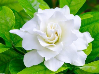 什么花的颜色是白色的