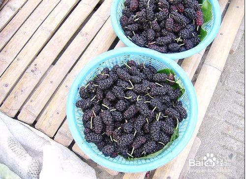高品质桑葚酒怎么泡