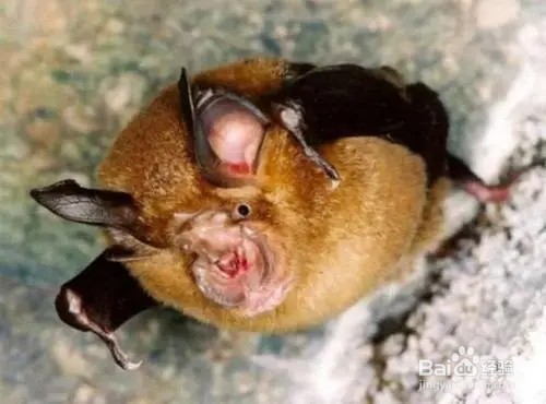 蝙蝠怎么繁殖后代