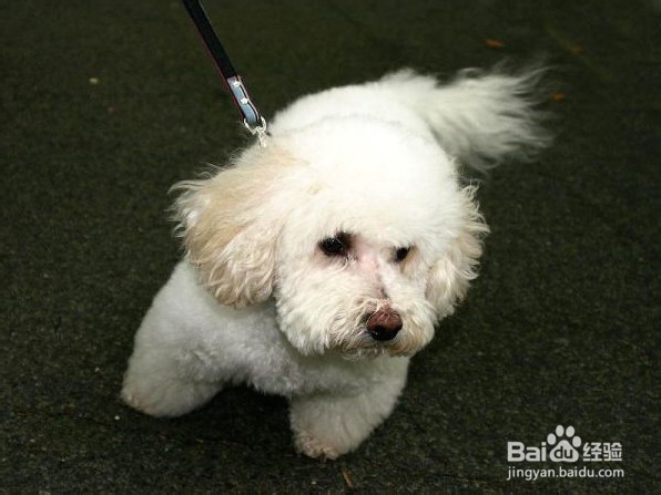 比熊犬的饲喂注意事项