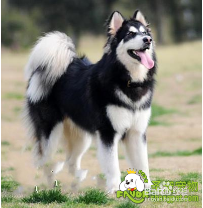 阿拉斯加犬与哈士奇的区别