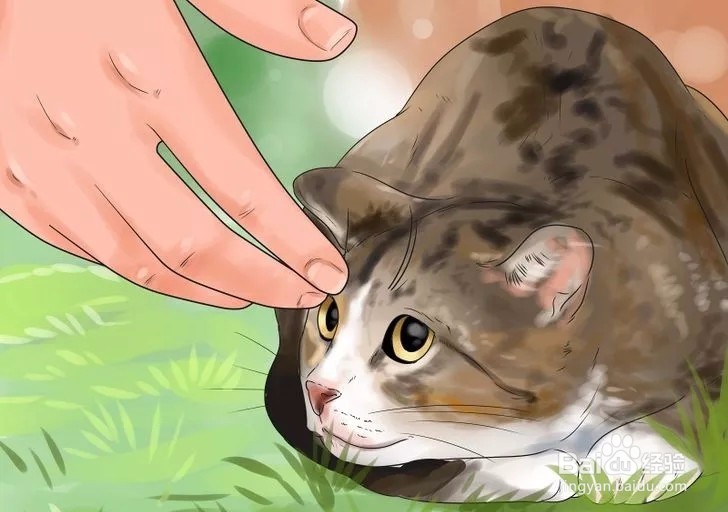 怎样驯服野猫