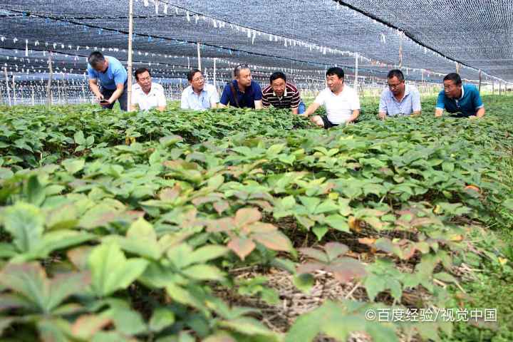 孕妇能不能吃西洋参