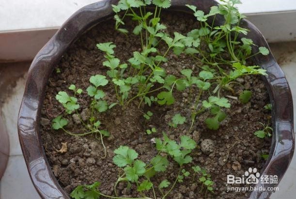 怎样种香菜比较好