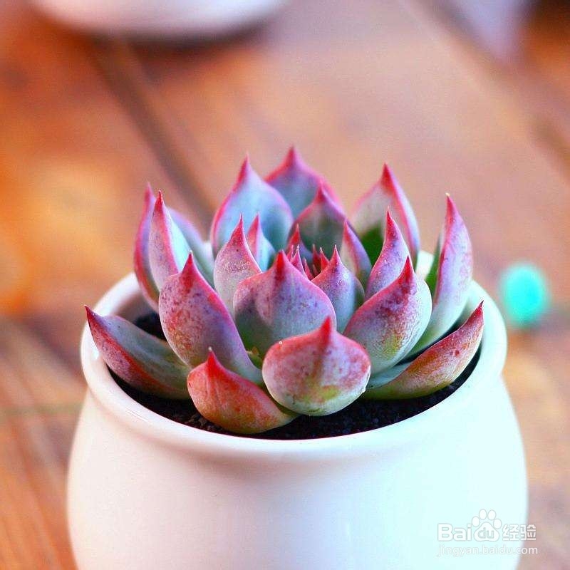 多肉植物招飞虫的解决办法