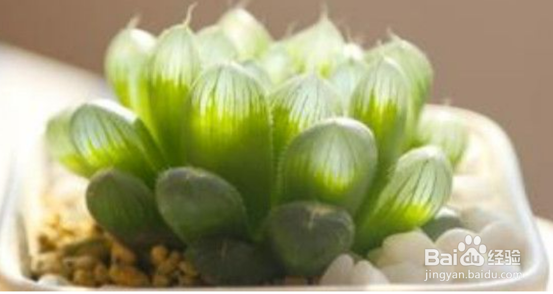 多肉玉露怎么养才能饱满通透