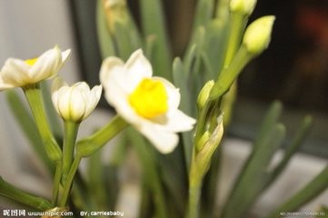 水仙花的种植方法