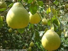 柚子的主要功效