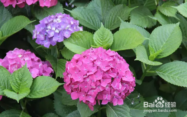 家庭绣球种植养护要点