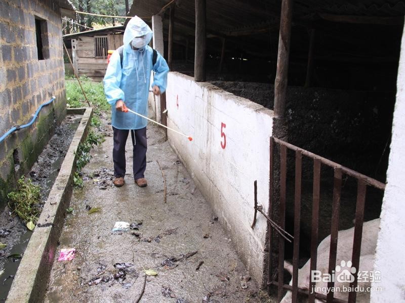 猪只消毒存在的误区有哪些?