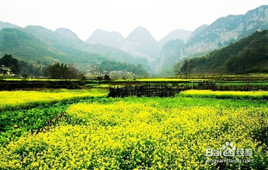 普者黑坝美旅游攻略