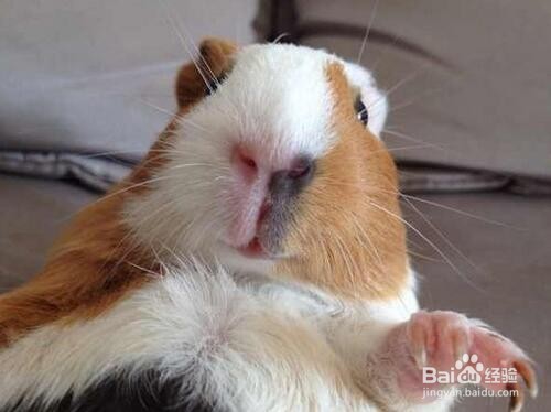 如何清洁荷兰猪