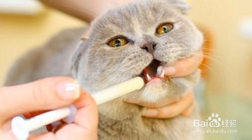 猫咪如何定期驱虫