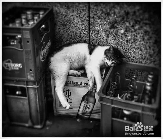 如何用手机拍好猫咪，喵星人必备手机拍照技巧