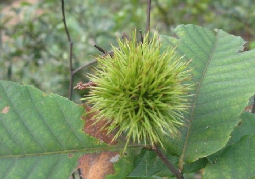 【儿童节】勾起你童年回忆的野果子