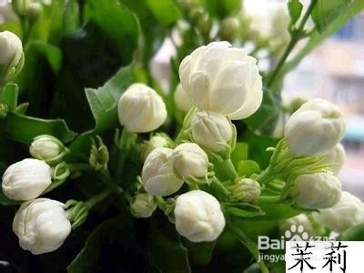 常见的花草茶的识别—(1)