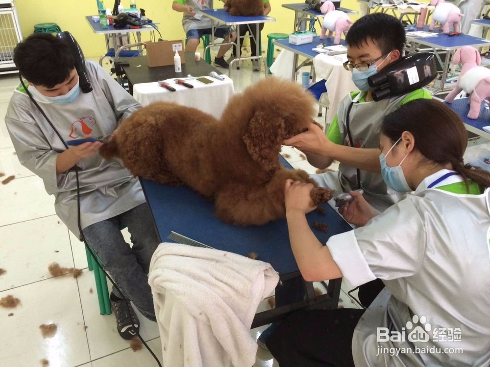 学宠物美容要准备什么吗