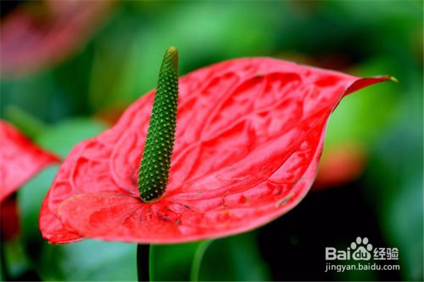 红掌的养殖方法和注意事项都有什么?