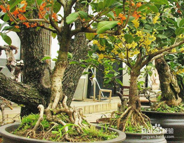 桂花冬天怎么过冬