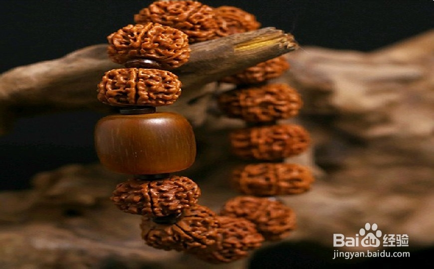 金刚菩提子如何养护