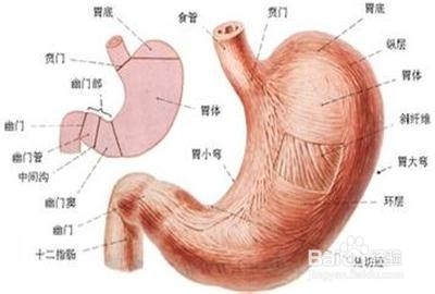 适合秋季养生食用的粥：[1]