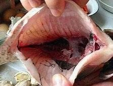 常见又毒又容易致癌的肉类