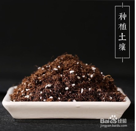 盆栽的茉莉花养室内怎么才容易开花
