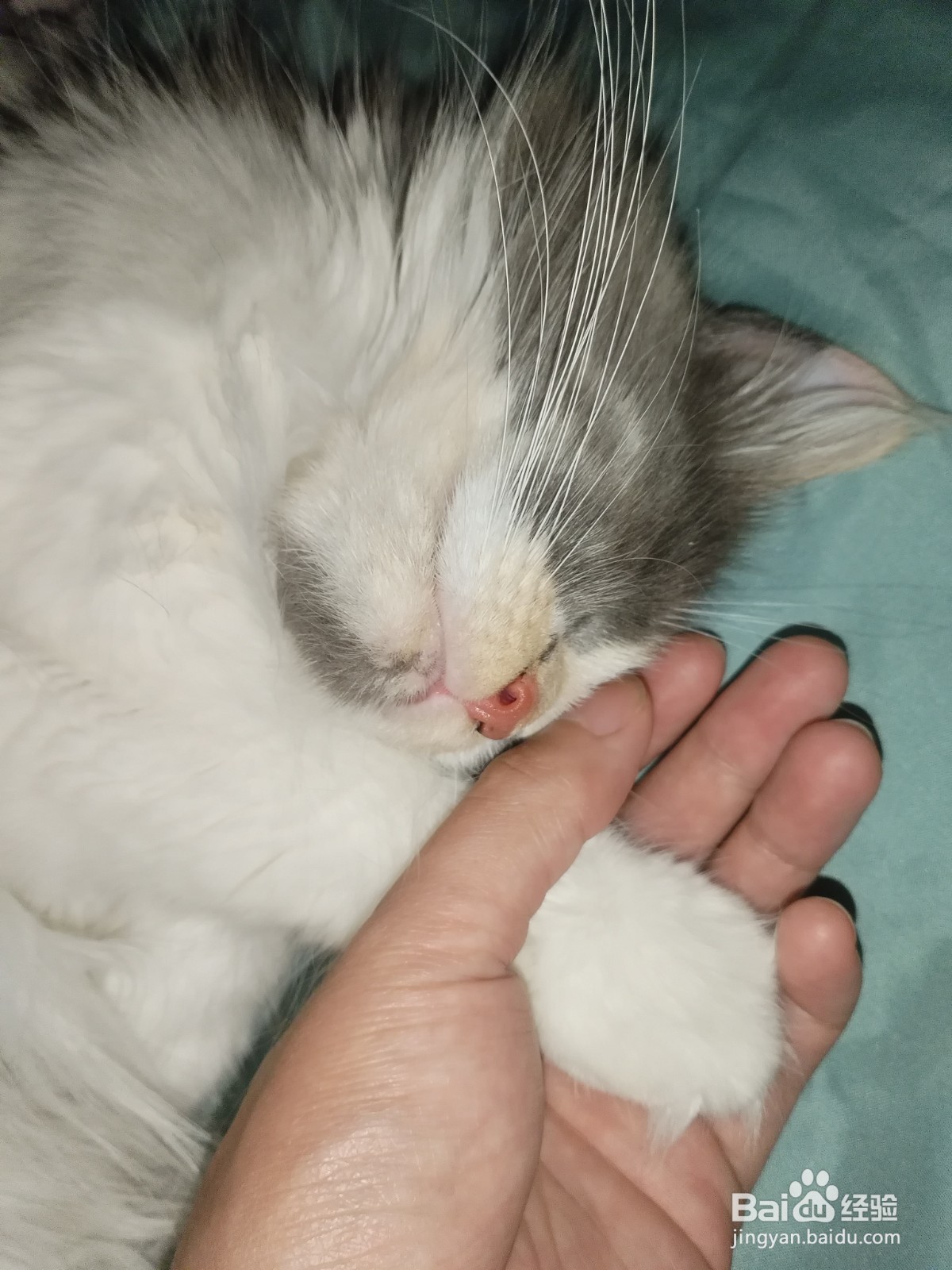 如何提高猫咪对主人的好感，提升粘人程度