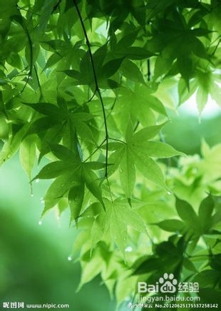 吸烟对气管炎的危害