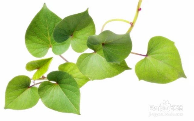 为什么红薯叶被有的人称为“优质人参”？