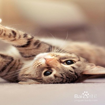 猫咪喜欢挡路怎么办