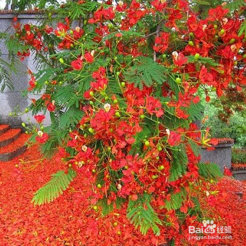 凤凰花的培育方法和注意事项