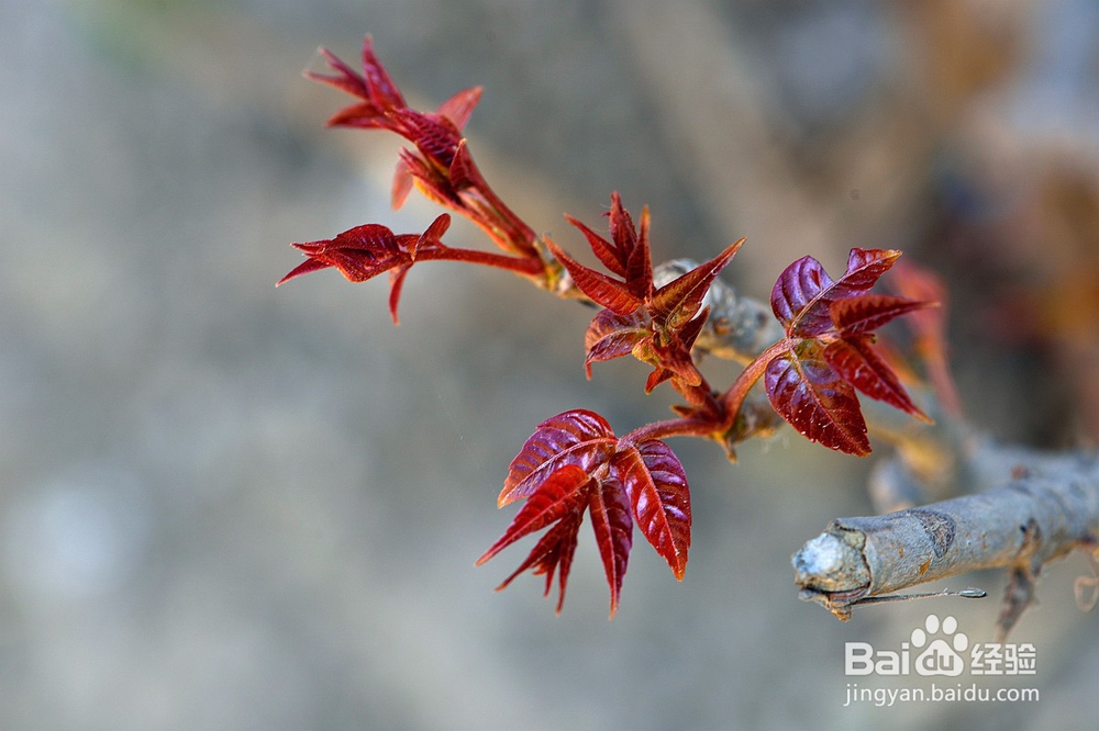 香椿如何种植？