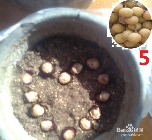 龙眼盆栽种发与大面积大规模种植方法