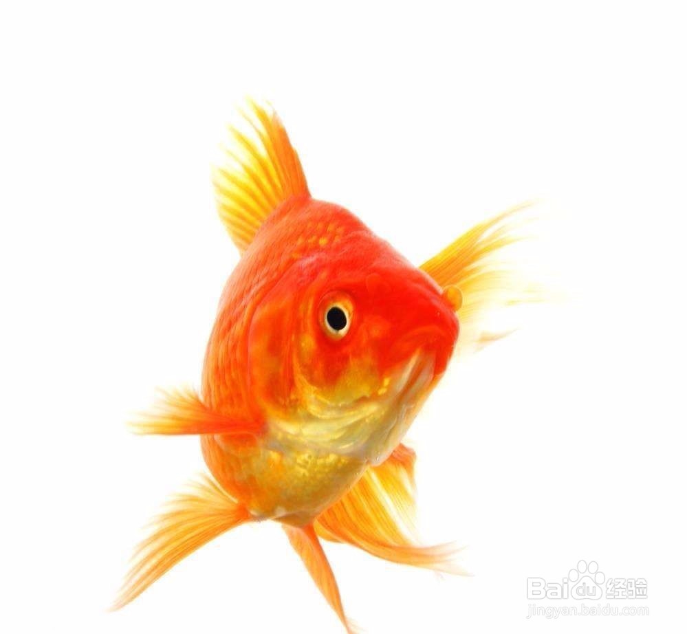 外出时金鱼无人照顾怎么办