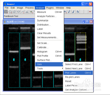 Image J软件进行图片条带灰度值分析