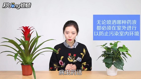 如何养殖鸿运当头花