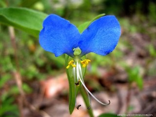 如何延长三色堇花期