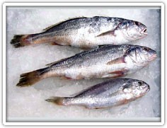 鉴别日本白姑鱼的具体方法